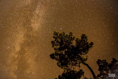 Pin maritime sous la Voie Lactée à Noirmoutier