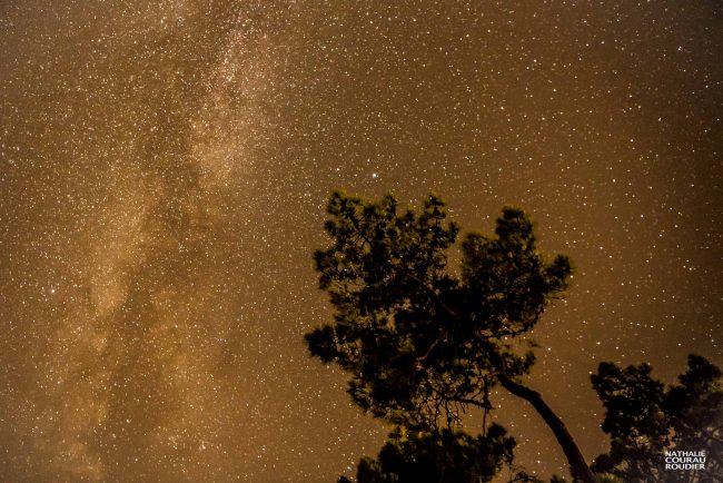 Pin maritime sous la Voie Lactée à Noirmoutier