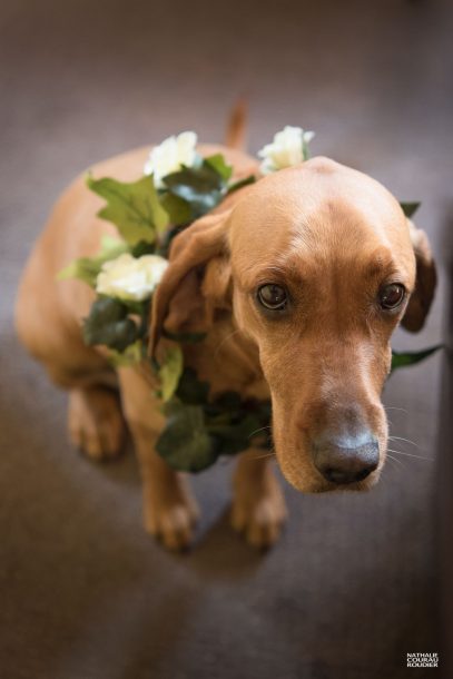 Cortège de mariage : chien d'honneur - photographe Nathalie Courau Roudier