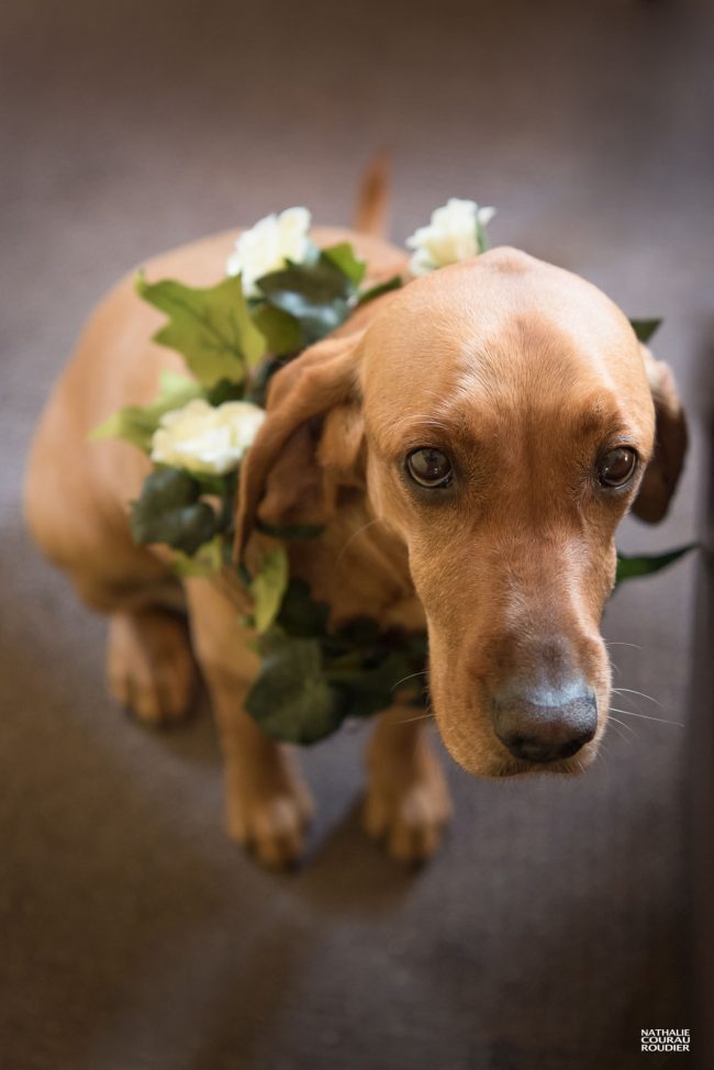 Cortège de mariage : chien d'honneur - photographe Nathalie Courau Roudier