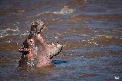 Hippopotame gueule grande ouverte-Kenya