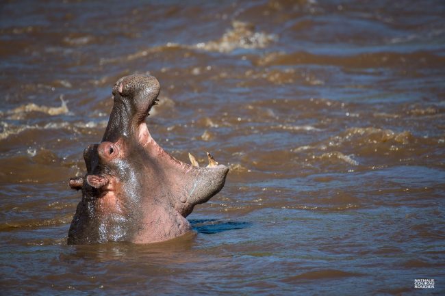 Hippopotame gueule grande ouverte-Kenya