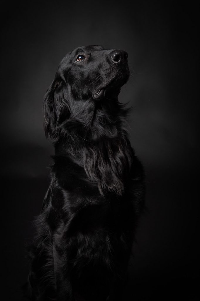 Portrait studio low key d'un chien noir sur fond noir