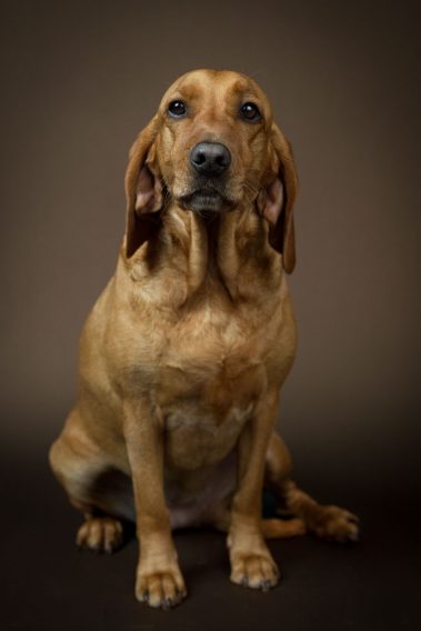 Portrait studio de chien roux sur fond marron