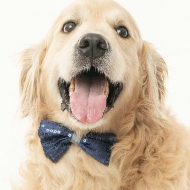 Portrait d'un Golden Retriever en studio