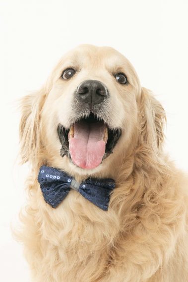 Portrait d'un Golden Retriever en studio