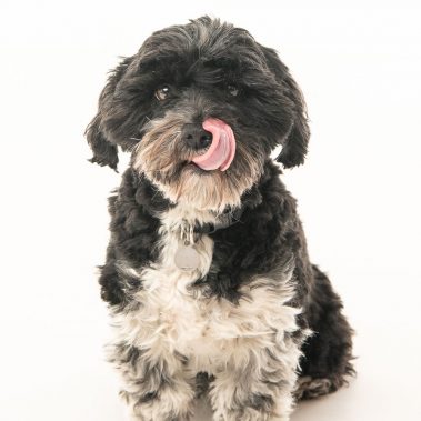 Portrait d'un chien en studio