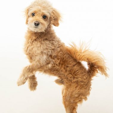 Portrait d'un chien croisé caniche en studio
