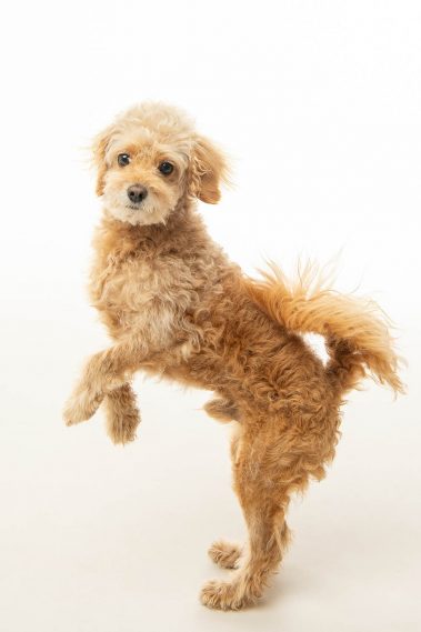 Portrait d'un chien croisé caniche en studio