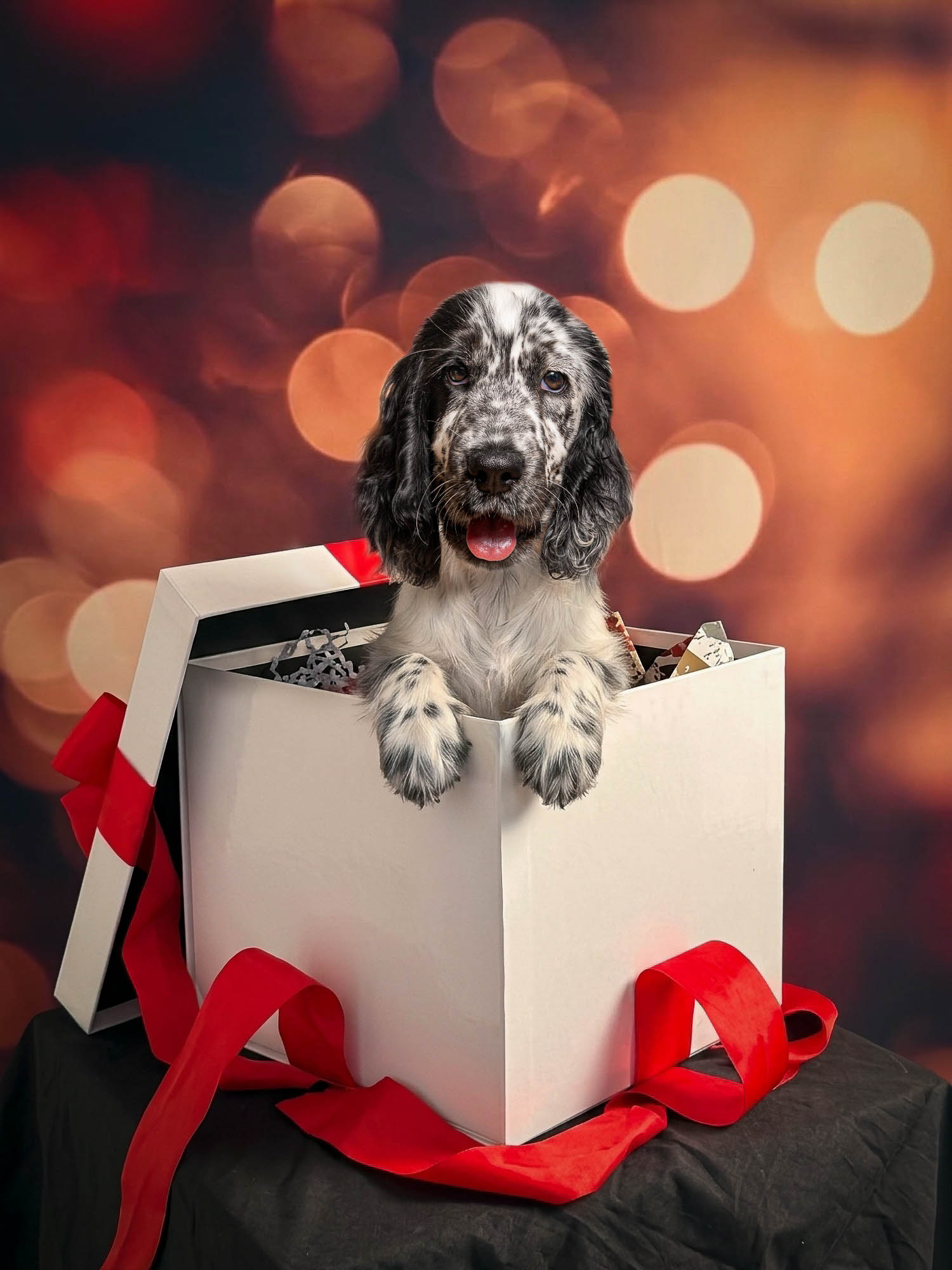 Cocker dans un cadeau - Mini-séances de Noël 2026 avec un chien